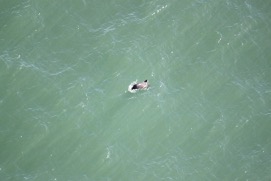 Missing Picture